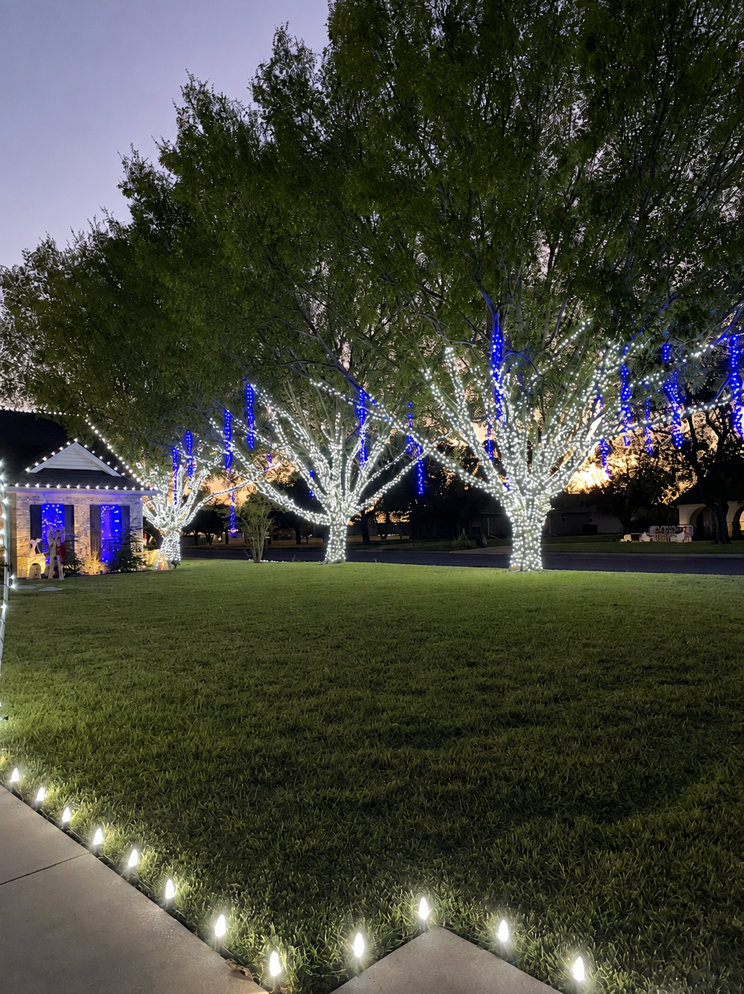 Mature trees wrapped in warm-white lights with blue hanging accents